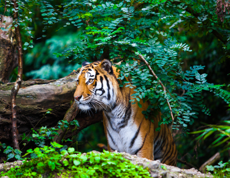 Tiger tour with Visit to Agra Packages