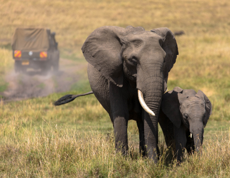 Wild Kenya Safari Tour Packages